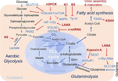 KSHV Reprogramming of Host Energy Metabolism for Pathogenesis